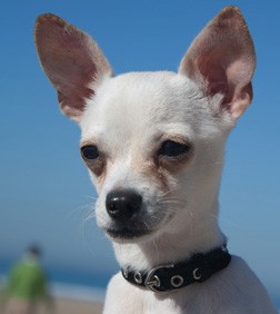 este es boby en la playa y busca novia